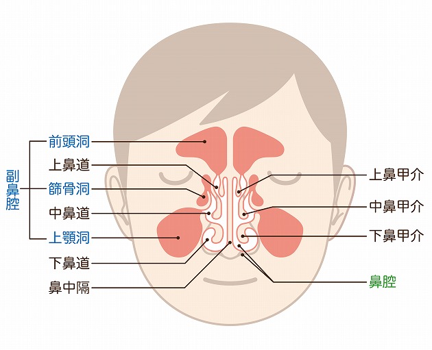 副鼻腔炎（蓄膿症）について